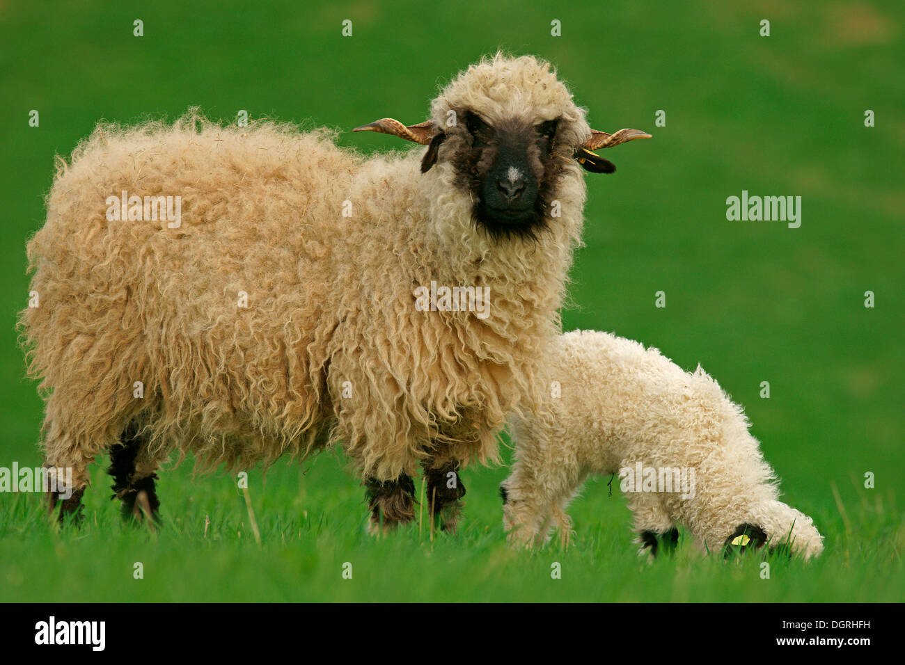 Le Valais (Ovis orientalis) bélier, brebis avec agneau, Bad Hersfeld, Hesse, Allemagne Banque D'Images