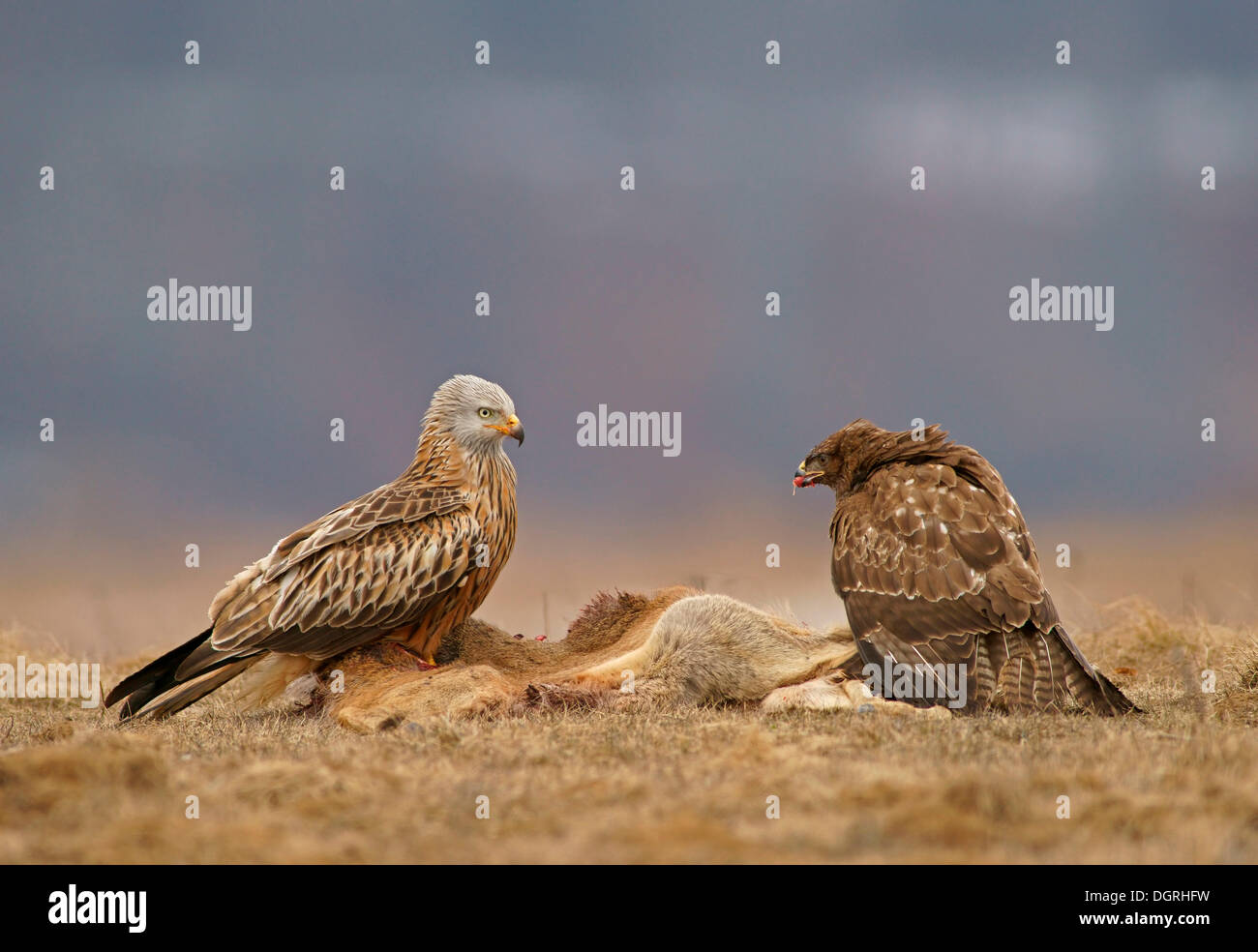 Buse variable (Buteo buteo) et d'un milan royal (Milvus milvus) avec la carcasse d'un cerf, Lake District Feldberg Banque D'Images