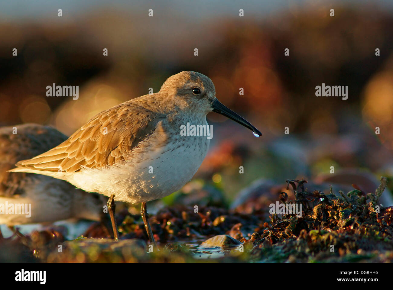 Le Bécasseau variable (Calidris alpina), Helgoland, Schleswig-Holstein, Allemagne Banque D'Images