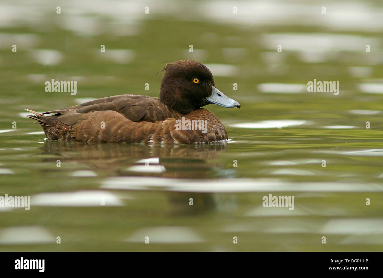 Fuligule morillon (Aythya fuligula), femme, Göttingen, Basse-Saxe, Allemagne Banque D'Images