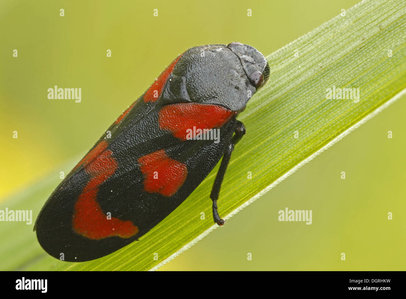 Black-et-rouge (Froghopper Cercopis vulnerata), Bad Hersfeld, Bad Hersfeld, Hesse, Allemagne Banque D'Images