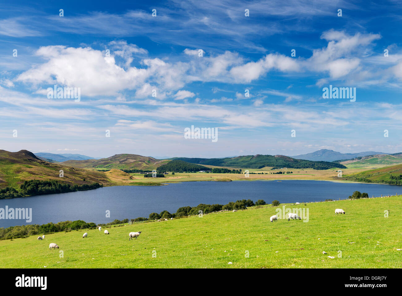 Moutons à Loch Ruthven près de Torness, North West Highlands, Ecosse, Royaume-Uni, Europe Banque D'Images