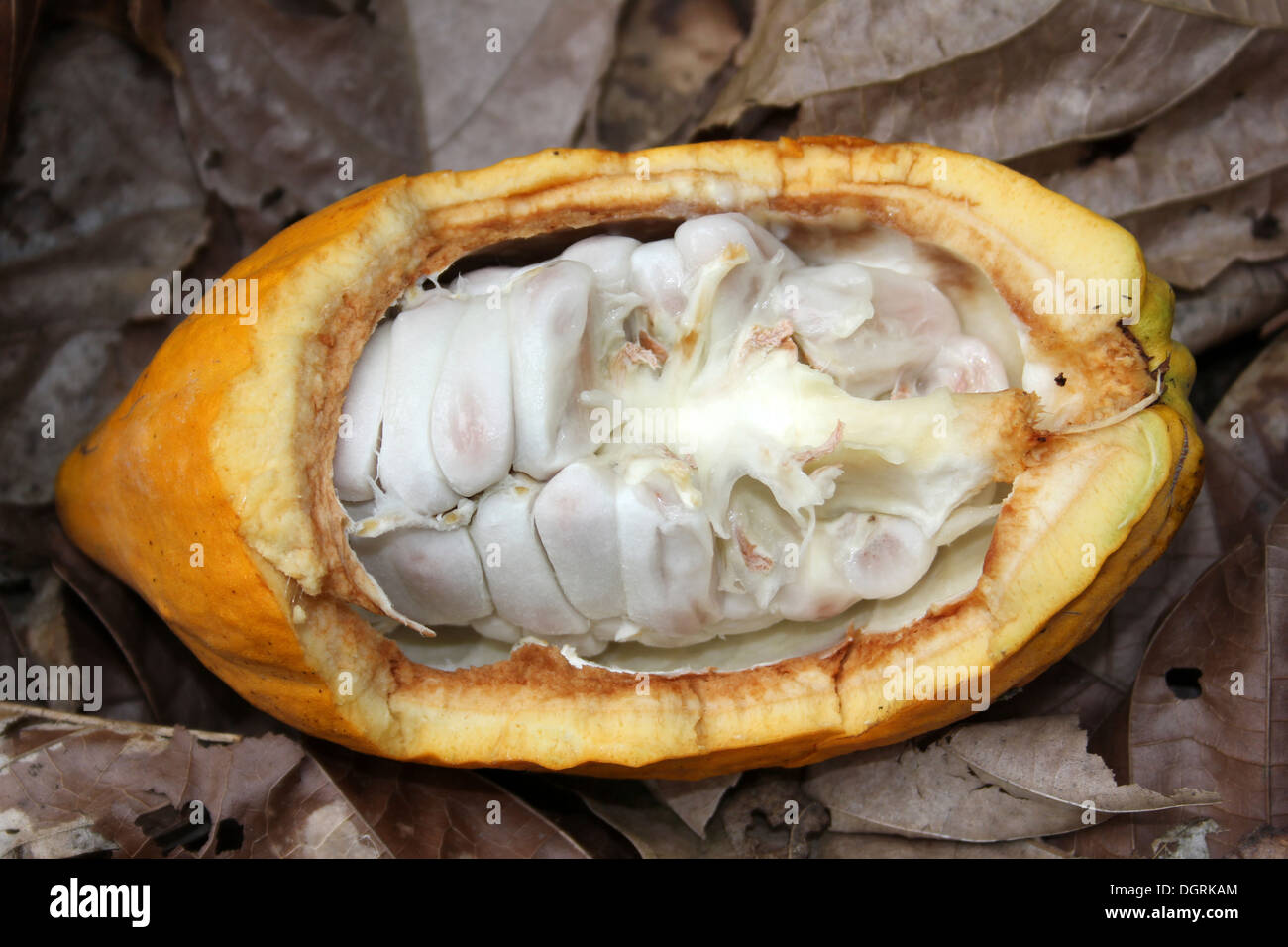 Les cabosses de cacao exposés montrant les haricots à l'intérieur Banque D'Images