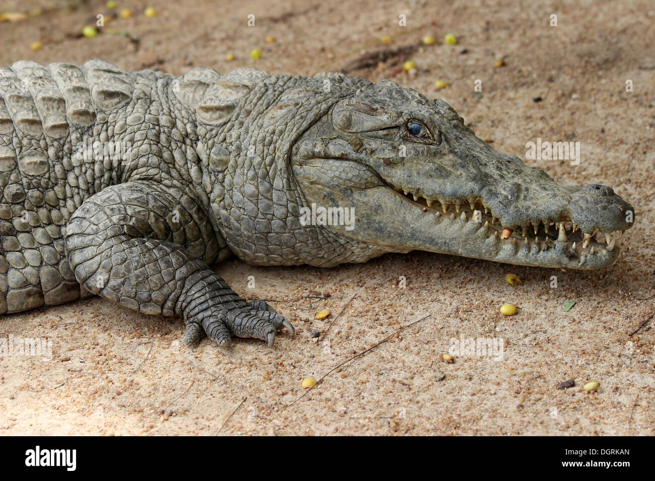 Crocodile du Nil Crocodylus niloticus Au Crocodile Sacré Piscines, Paga, Ghana Banque D'Images