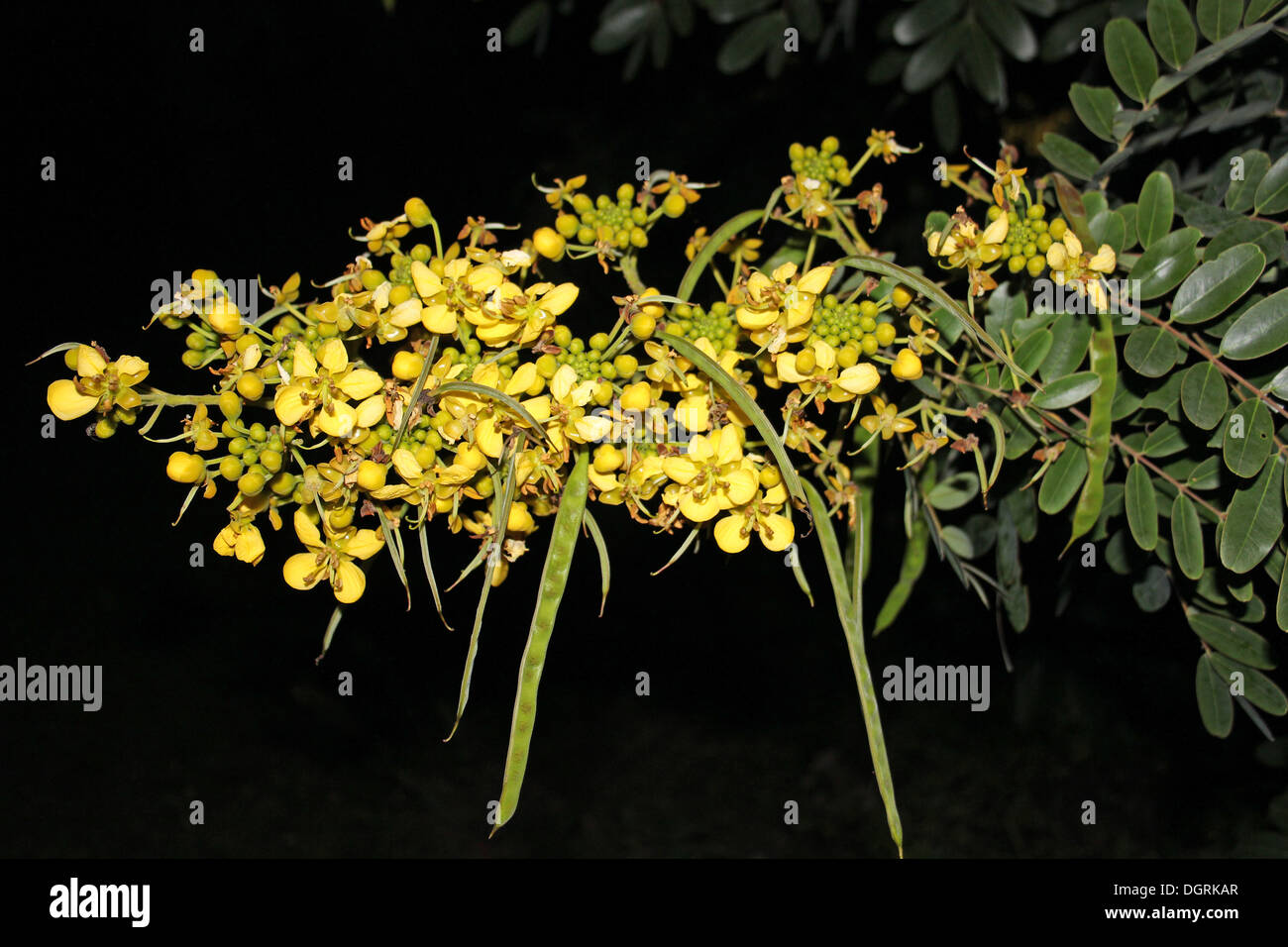 Fleurs d'acacia jaune et les coupelles de semences dans la nuit Banque D'Images