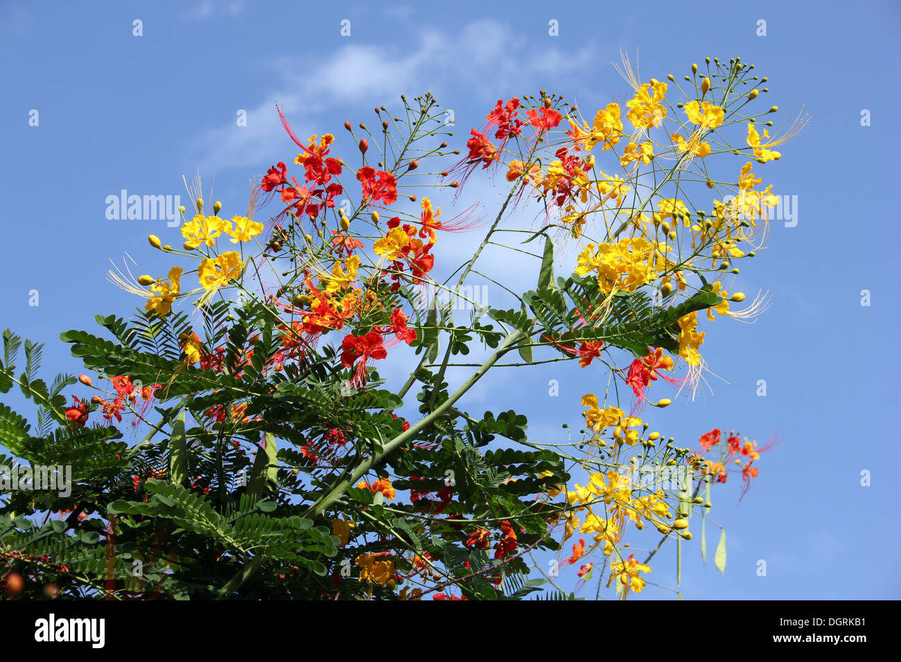 Jaune et rouge fleurs d'arbres tropicaux, au Ghana Banque D'Images