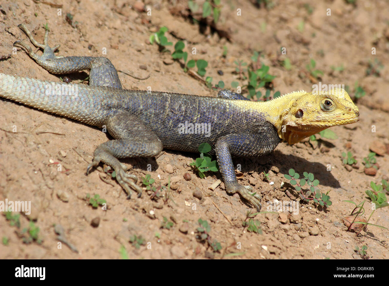 Sous-espèce de Ghanéens à tête rouge avec Tête Jaune Agama Rock Banque D'Images