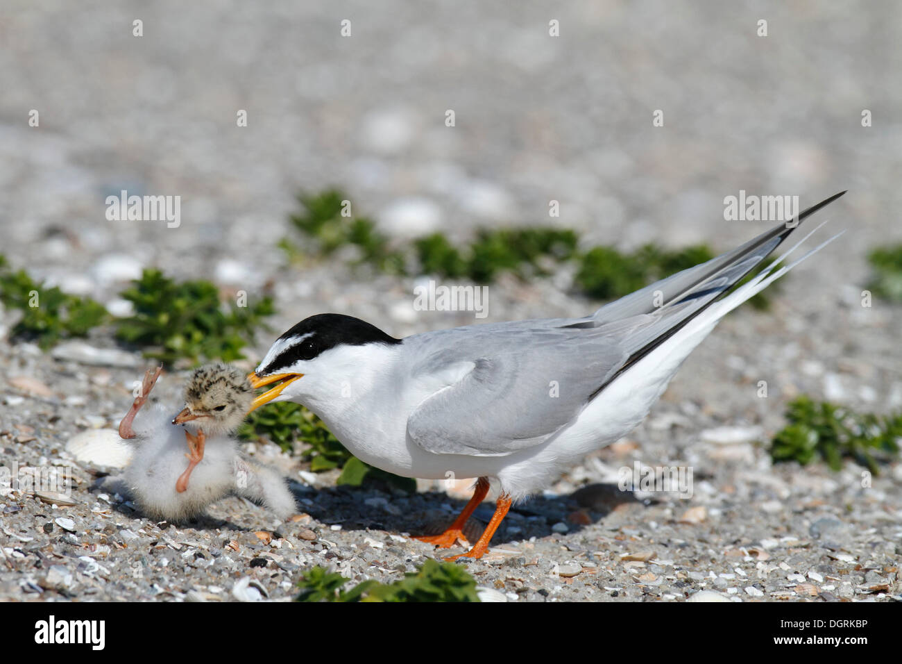 Sterne naine (Sternula albifrons), les espèces étrangères agression contre un interne chick, comportement typique des sternes, Minsener Oog, Banque D'Images