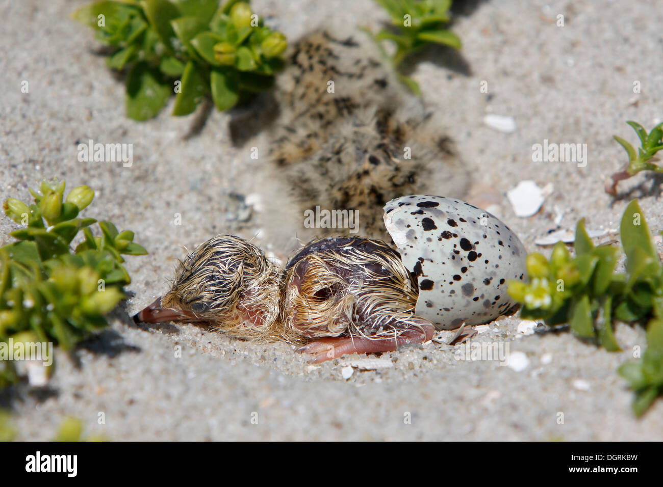 Sterne naine (Sternula albifrons), l'éclosion de poussins, Minsener Oog, îles de la Frise orientale, de Basse-saxe mer des Wadden Parc National Banque D'Images