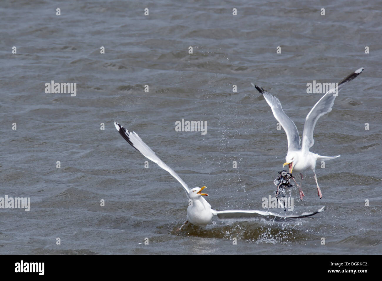 European du Goéland argenté (Larus argentatus) qui se battent pour la nourriture, Minsener Oog island, îles de la Frise orientale, de Basse-saxe mer des Wadden Banque D'Images