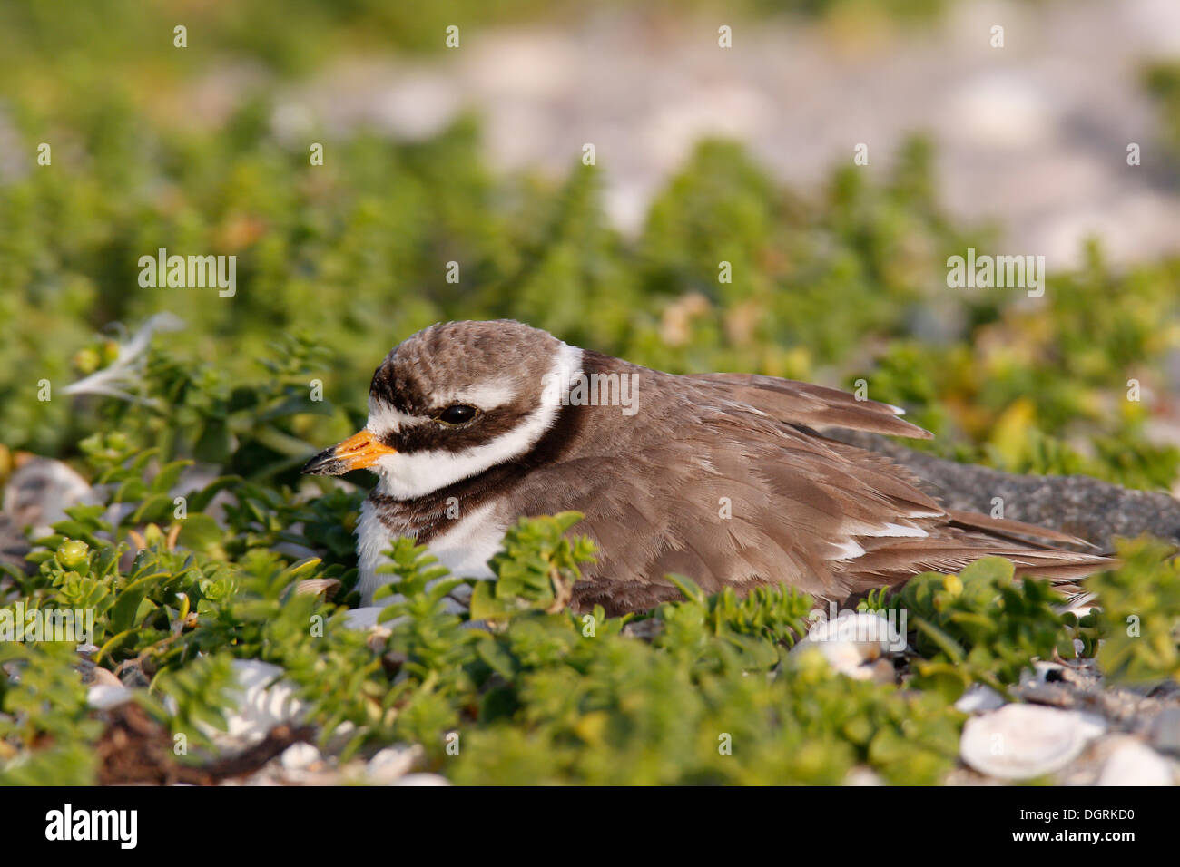Ringed Plover (Charadrius hiaticula) broyer sur un nid, îles de la Frise orientale, Frise orientale, Basse-Saxe, Allemagne Banque D'Images