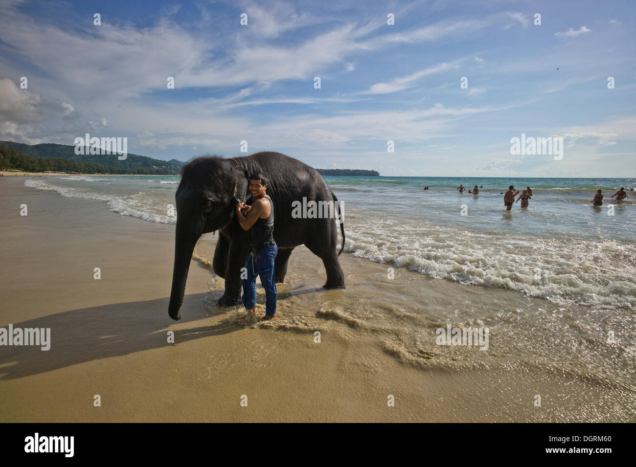 Les éléphant d'Asie (Elephas maximus) sur une plage comme une attraction touristique, Phuket, Thaïlande, Asie, PublicGround Banque D'Images