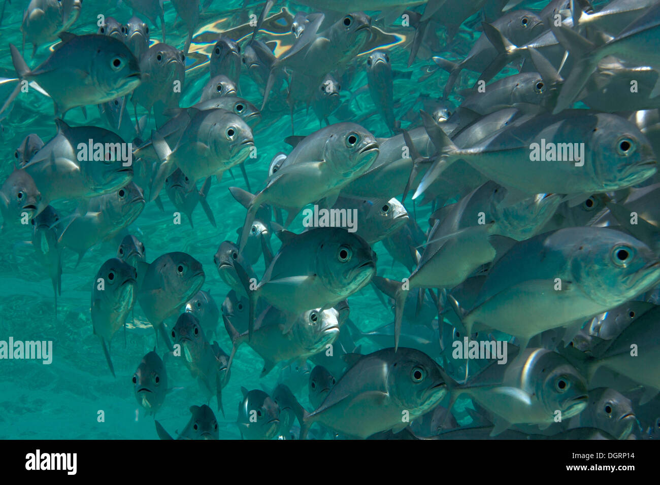 L'École de caranges (Caranx sexfasciatus) dans une lagune, Philippines Banque D'Images