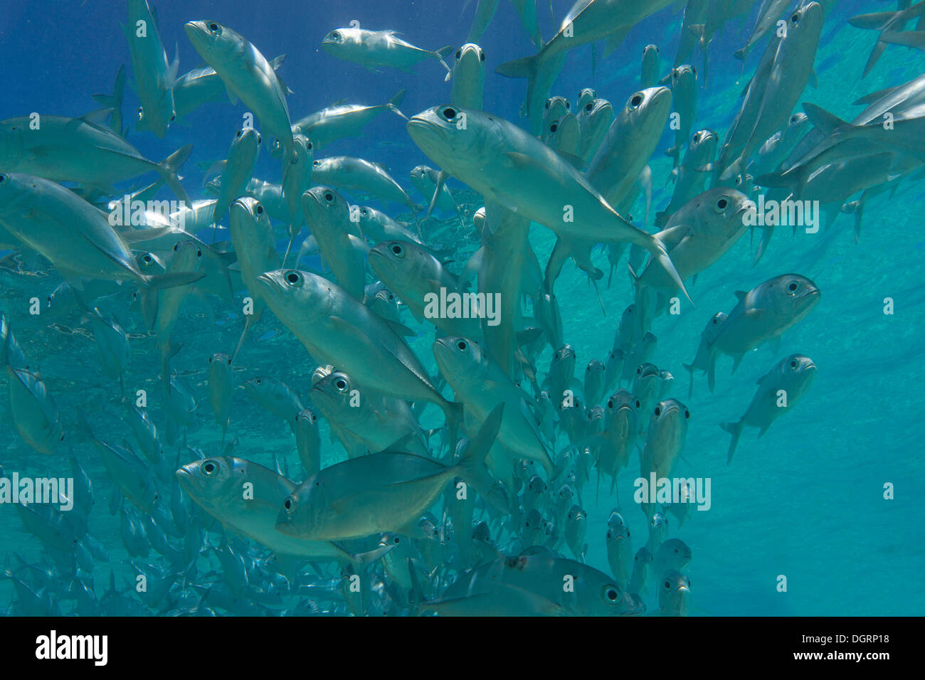 L'École de caranges (Caranx sexfasciatus) dans une lagune, Philippines Banque D'Images