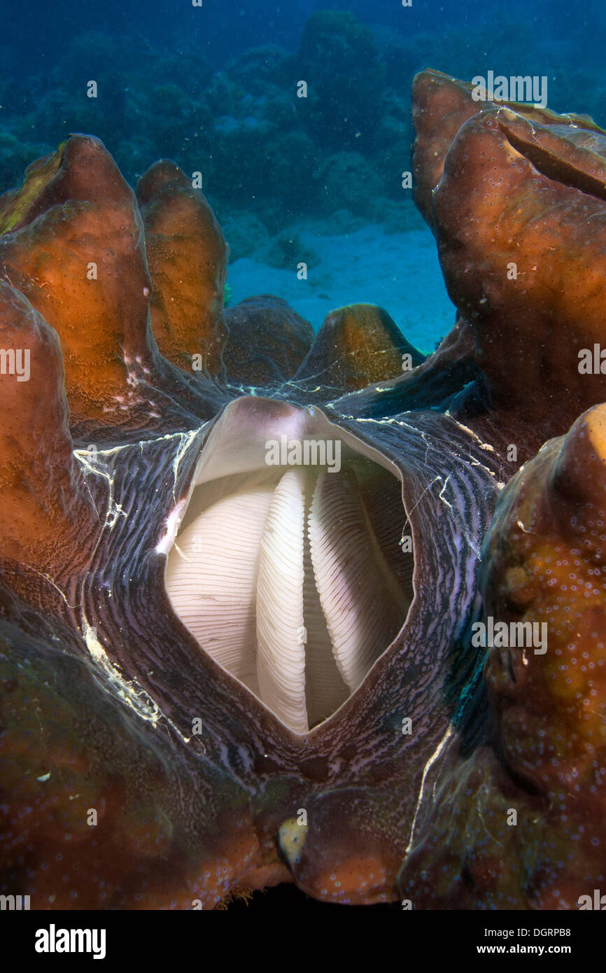 Clam Maxima ou Bénitier (Tridacna maxima), avec son trou d'aération ouverte montrant les branchies pour filtration, Queensland Banque D'Images