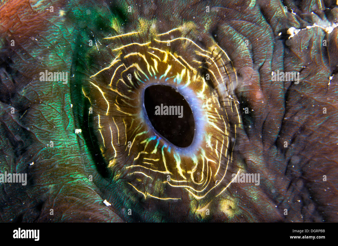 Clam Maxima ou Bénitier (Tridacna maxima), détail de l'trou de respiration, Queensland, Queensland, Australie Banque D'Images