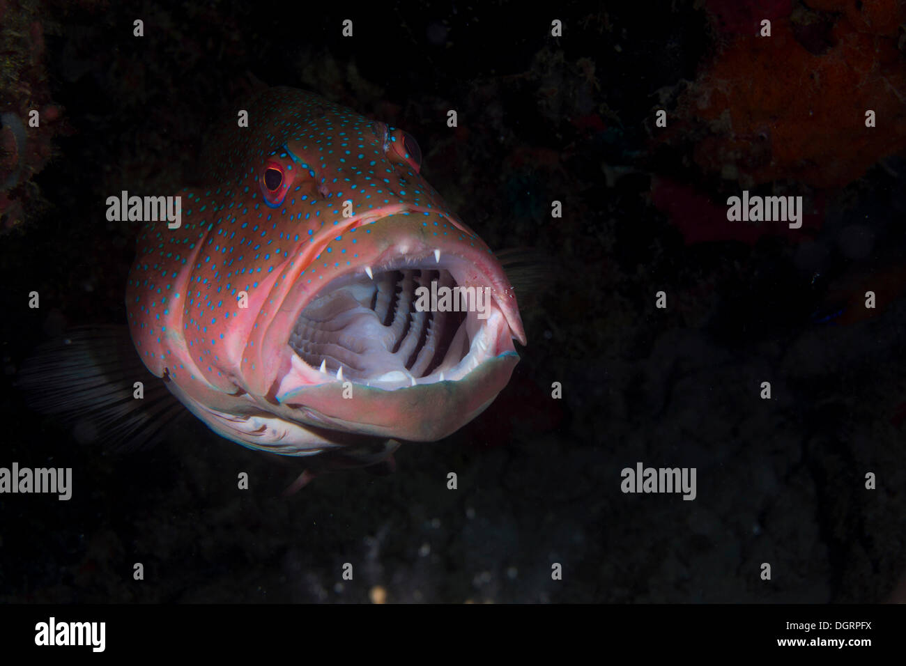 Bordée de bleu ou de la saumonée (Plectropomus Mérou Corail Highfin oligacanthus), avec sa bouche ouverte et d'une crevette nettoyant Banque D'Images