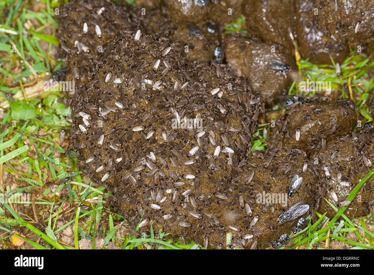 La bouse de moindre volée, petite dung fly, fly, cadavre moindre sur l'Dungfliege Kotfliege, excréments, Pferdeapfel Copromyza, auf, sp. Banque D'Images