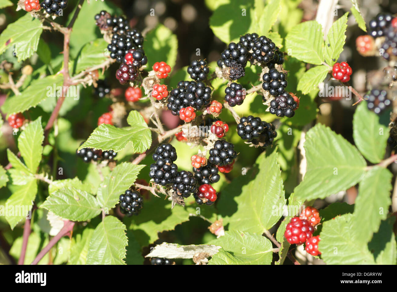 Black Berry Banque D'Images