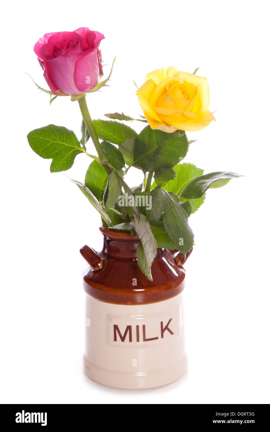Deux roses dans un pot à lait découpe vintage studio Banque D'Images