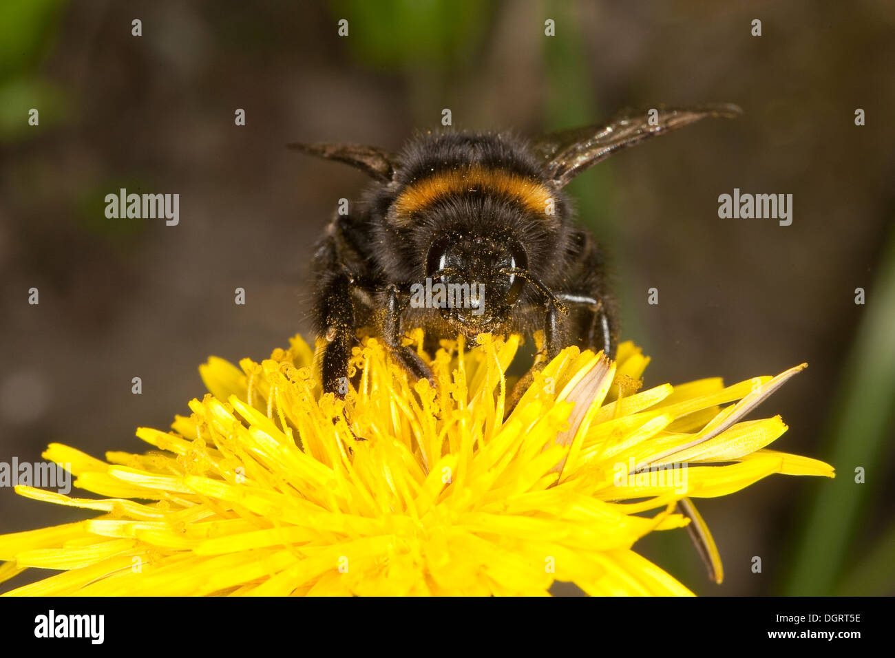 Buff-tailed bourdon, bourdon, grande terre Erdhummel Dunkle, Porträt, Portrait, Bombus terrestris Banque D'Images