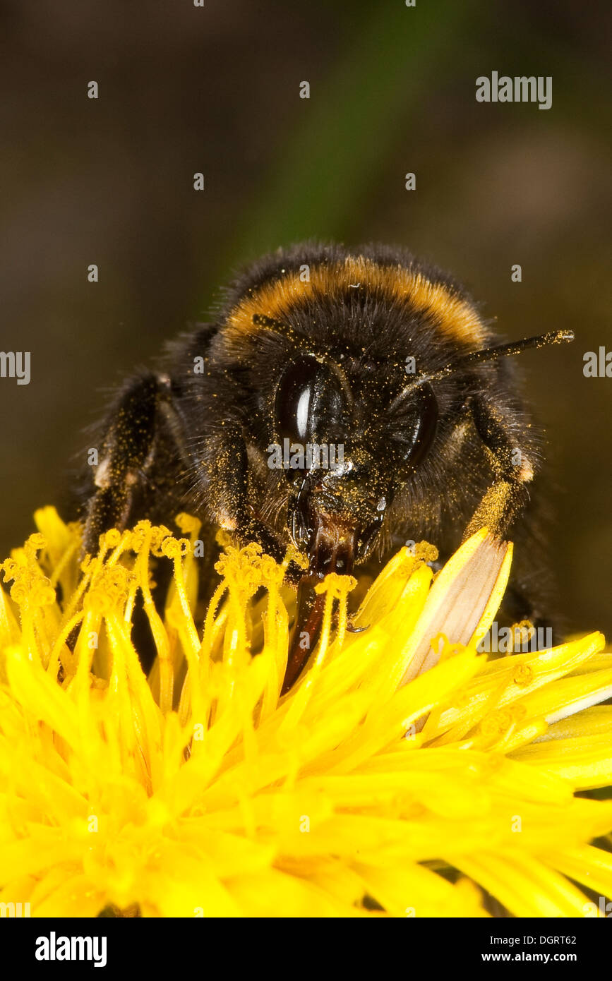 Buff-tailed bourdon, bourdon, grande terre Erdhummel Dunkle, Porträt, Portrait, Bombus terrestris Banque D'Images
