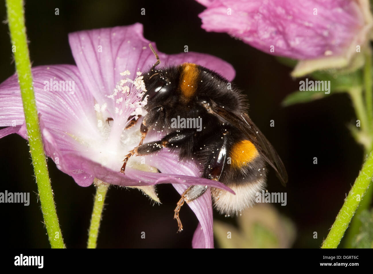 Buff-tailed bourdon, bourdon, grande terre Erdhummel Dunkle, Porträt, Portrait, Bombus terrestris Banque D'Images