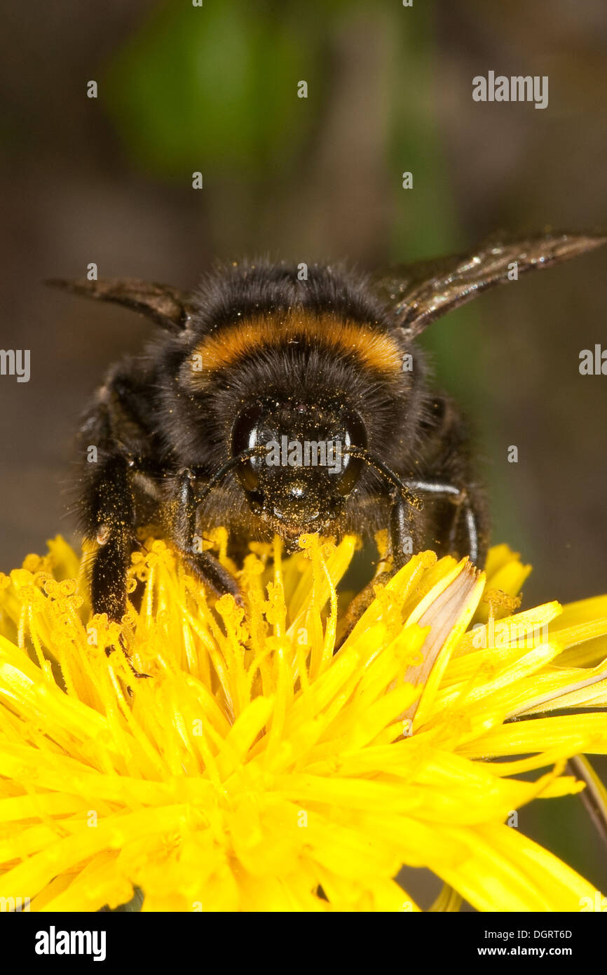 Buff-tailed bourdon, bourdon, grande terre Erdhummel Dunkle, Porträt, Portrait, Bombus terrestris Banque D'Images