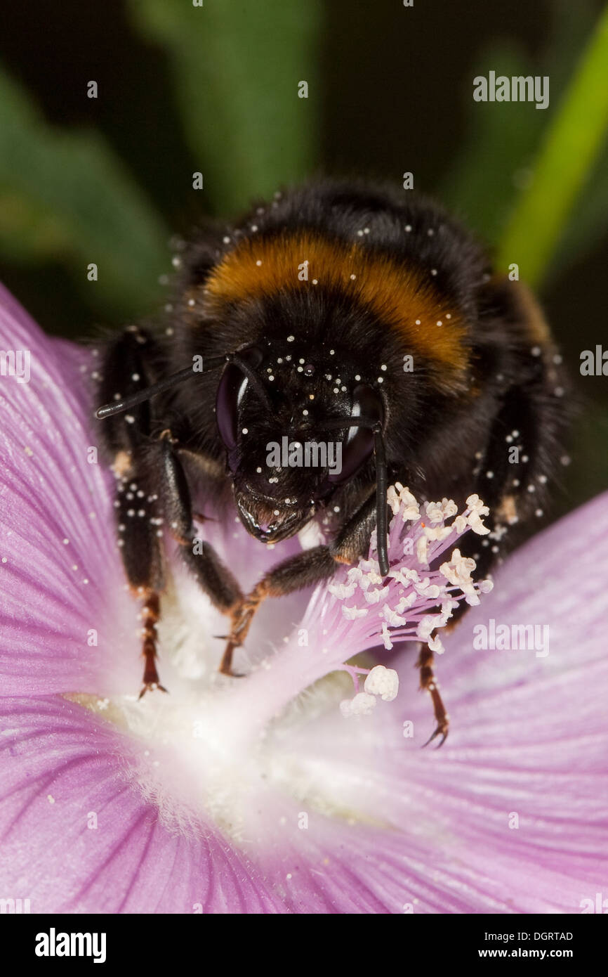 Buff-tailed bourdon, bourdon, grande terre Erdhummel Dunkle, Porträt, Portrait, Bombus terrestris Banque D'Images