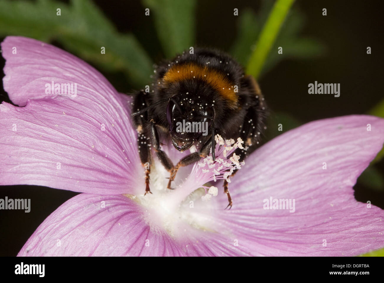 Buff-tailed bourdon, bourdon, grande terre Erdhummel Dunkle, Porträt, Portrait, Bombus terrestris Banque D'Images