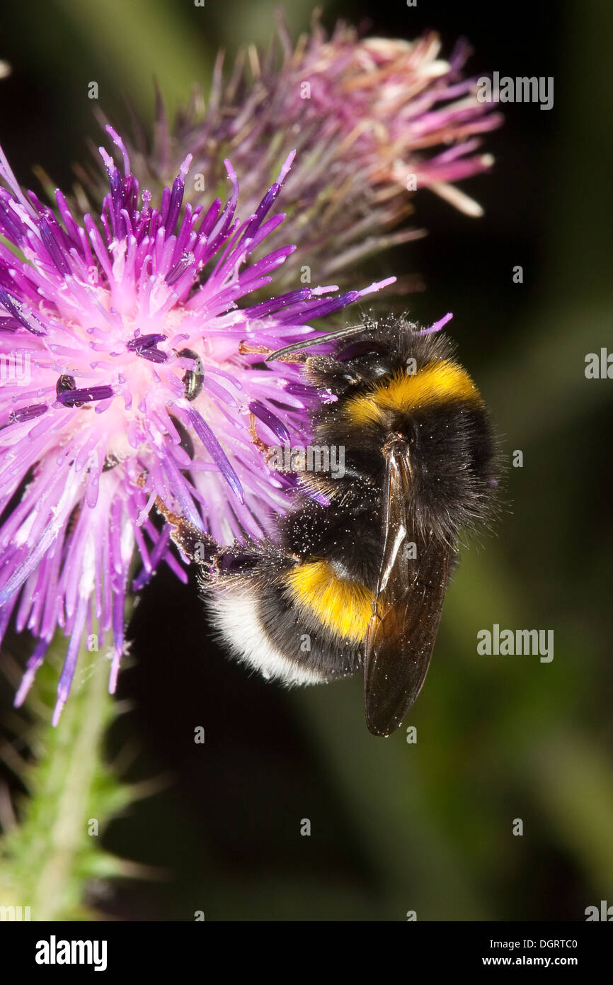 Buff-tailed bourdon, bourdon, grande terre Erdhummel Dunkle, Porträt, Portrait, Bombus terrestris Banque D'Images