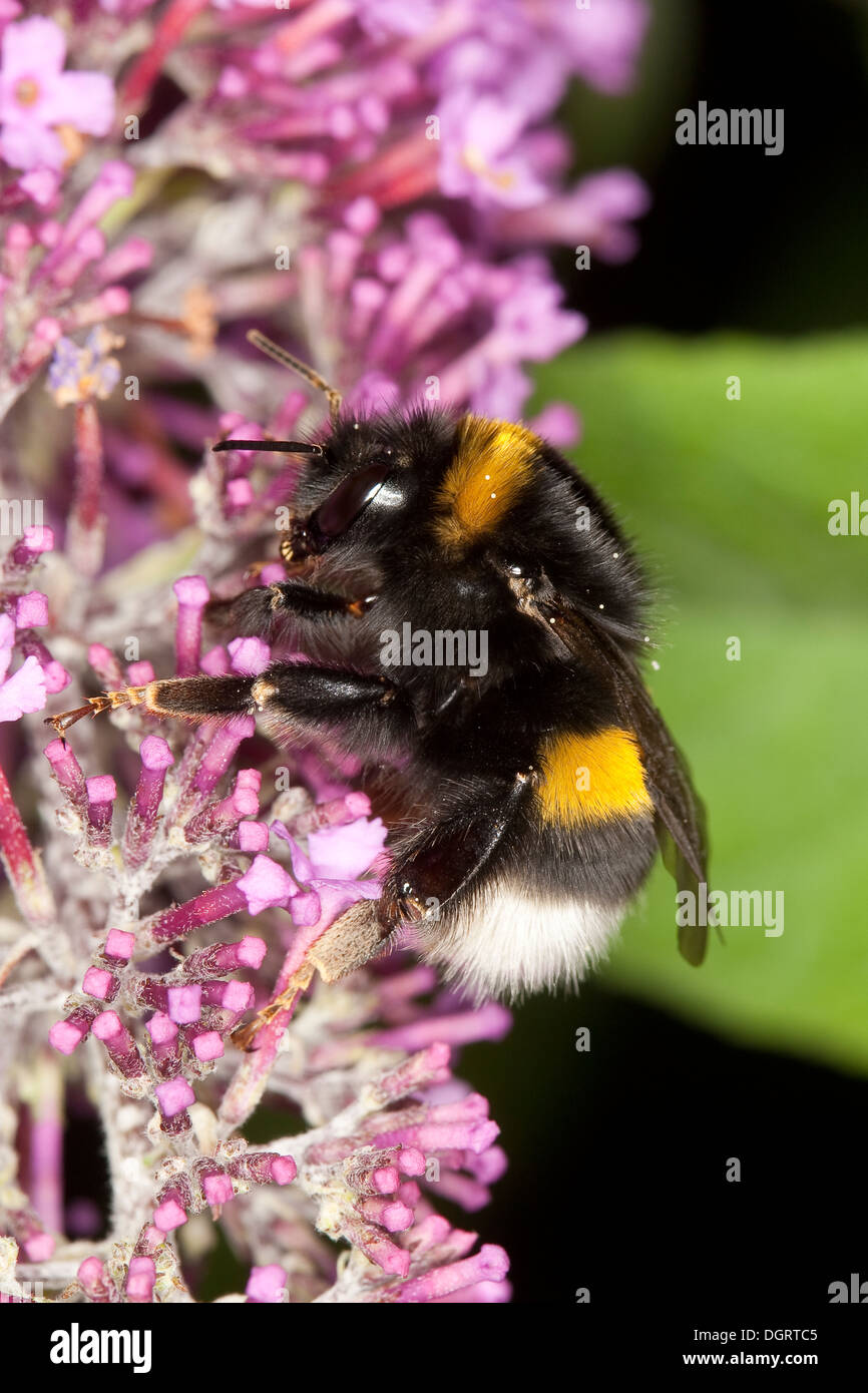Buff-tailed bourdon, bourdon, grande terre Erdhummel Dunkle, Porträt, Portrait, Bombus terrestris Banque D'Images