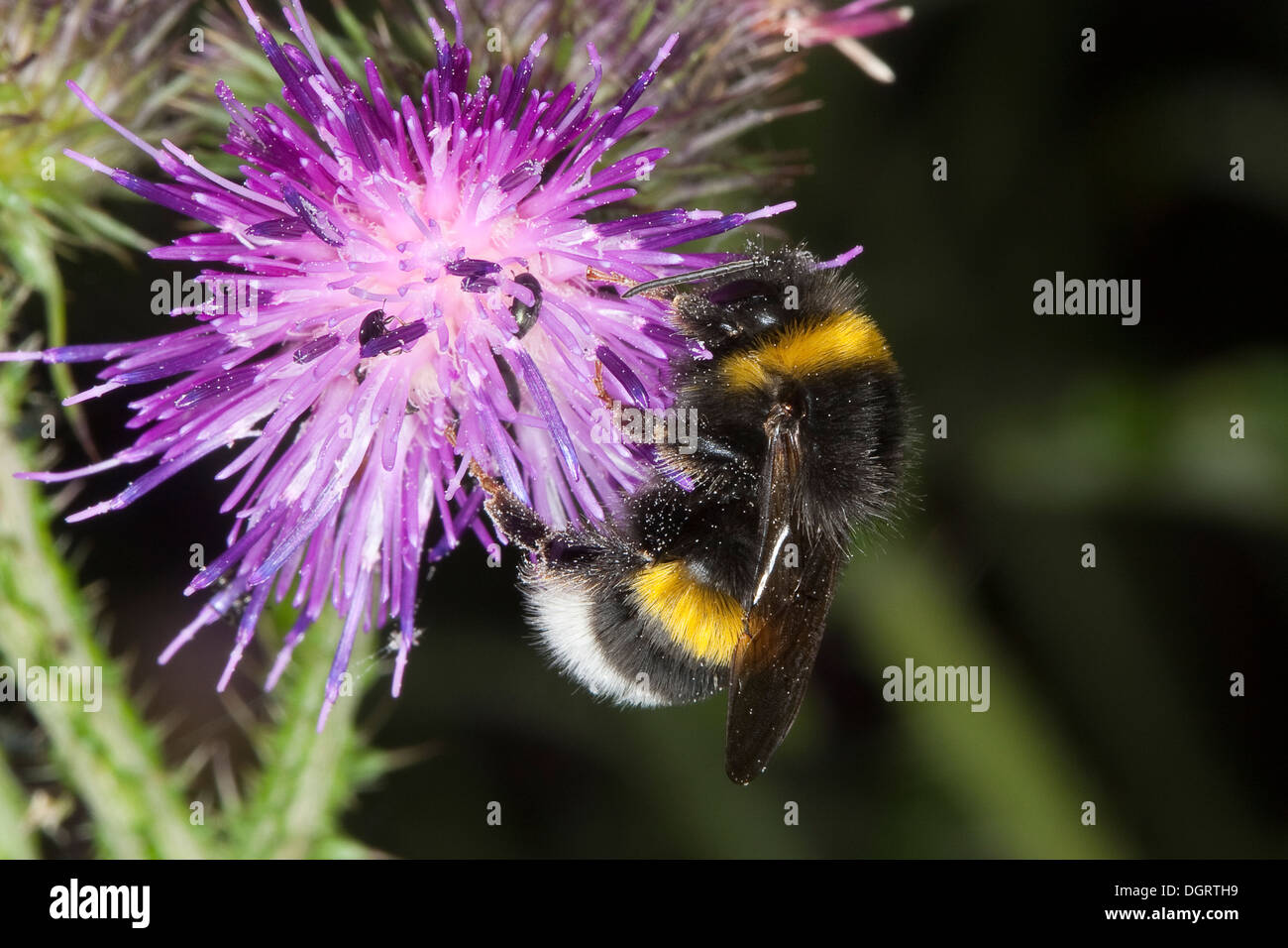 Buff-tailed bourdon, bourdon, grande terre Erdhummel Dunkle, Porträt, Portrait, Bombus terrestris Banque D'Images