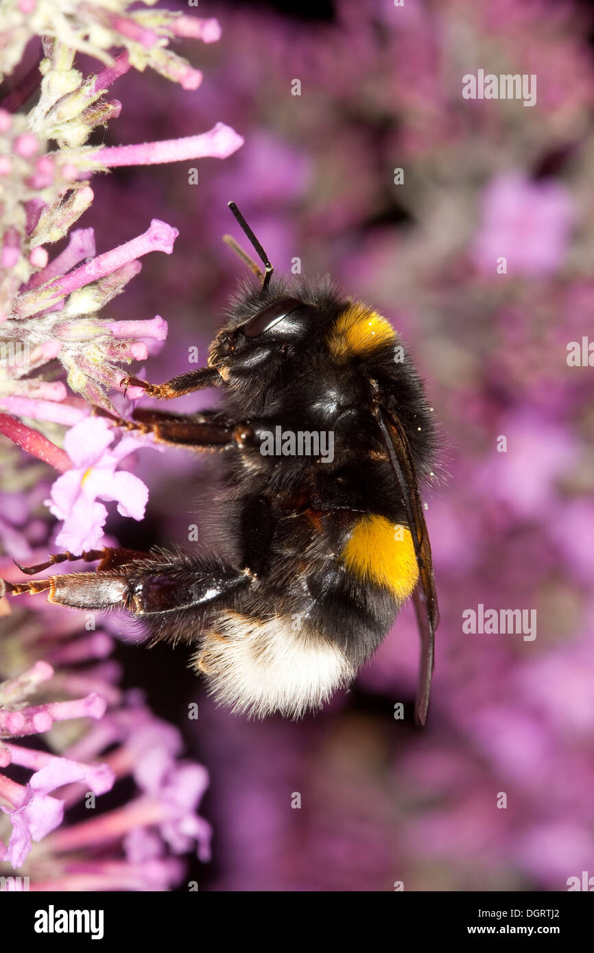 Buff-tailed bourdon, bourdon, grande terre Erdhummel Dunkle, Porträt, Portrait, Bombus terrestris Banque D'Images