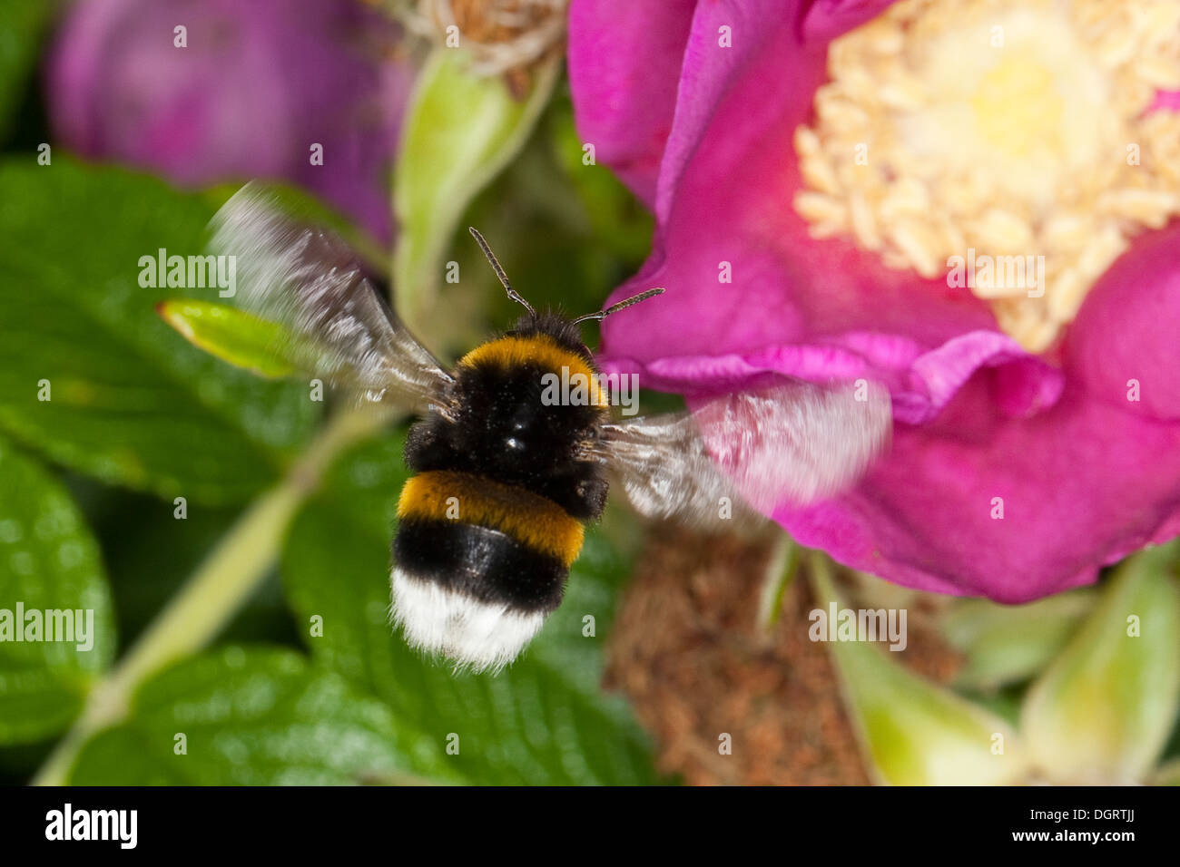 Buff-tailed bourdon, bourdon, grande terre Erdhummel Dunkle, Porträt, Portrait, Bombus terrestris Banque D'Images