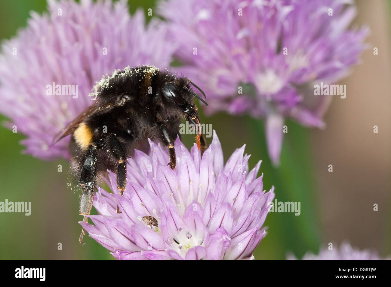 Buff-tailed bourdon, bourdon, grande terre Erdhummel Dunkle, Porträt, Portrait, Bombus terrestris Banque D'Images