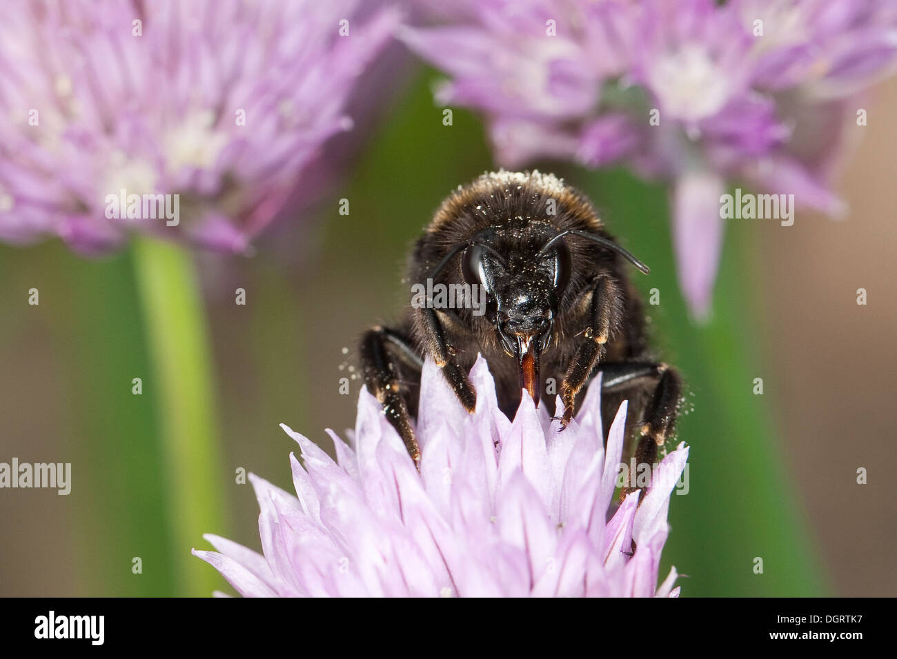 Buff-tailed bourdon, bourdon, grande terre Erdhummel Dunkle, Porträt, Portrait, Bombus terrestris Banque D'Images