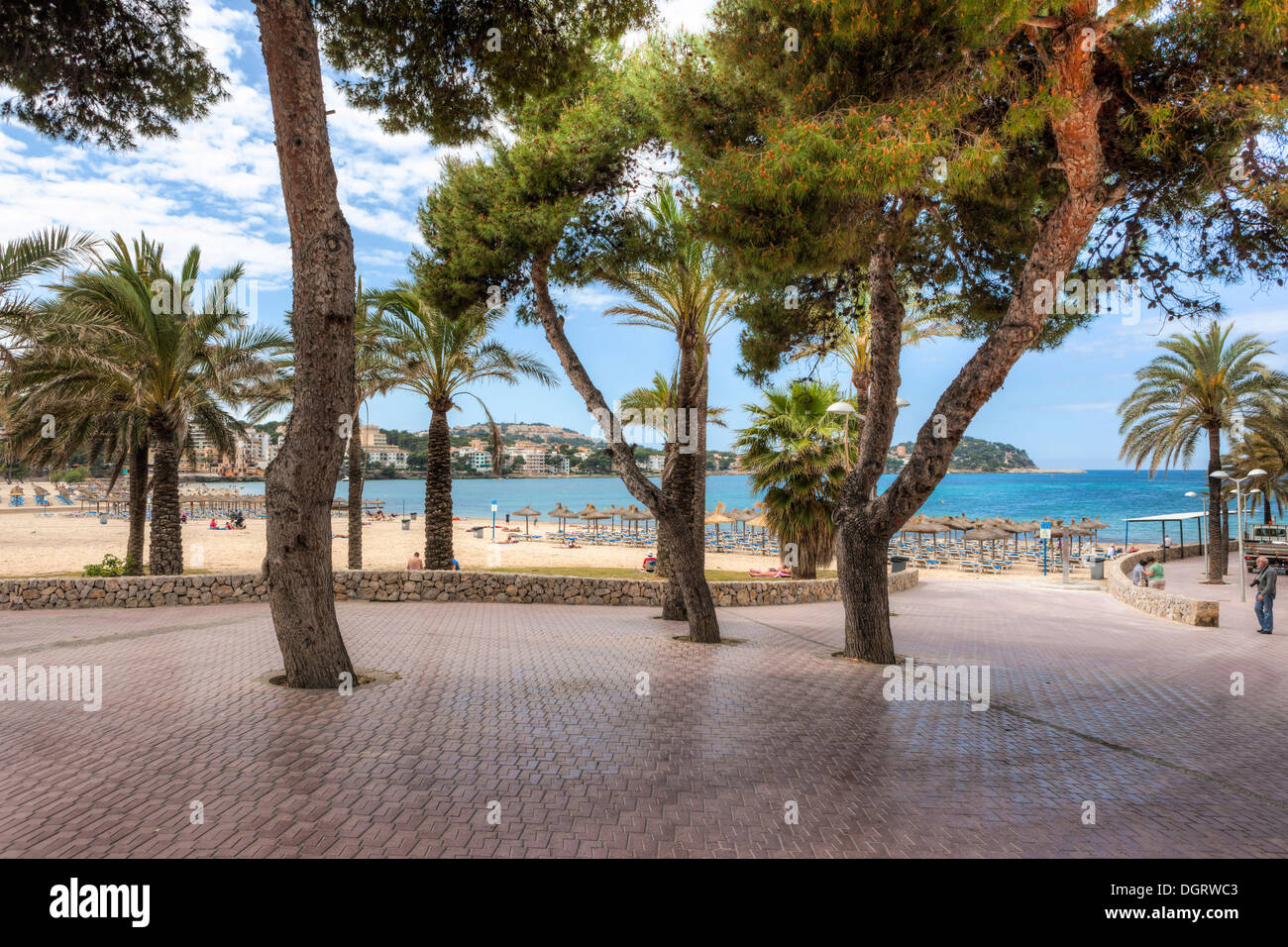 Pins sur la promenade de la plage de Santa Ponsa, à Playa de Palma, Majorque, Îles Baléares, Espagne, Europe Banque D'Images