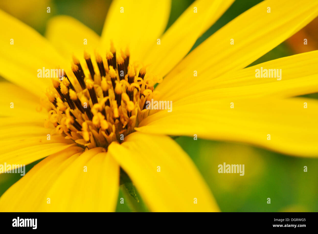 Le topinambour tournesol dans jardin Banque D'Images