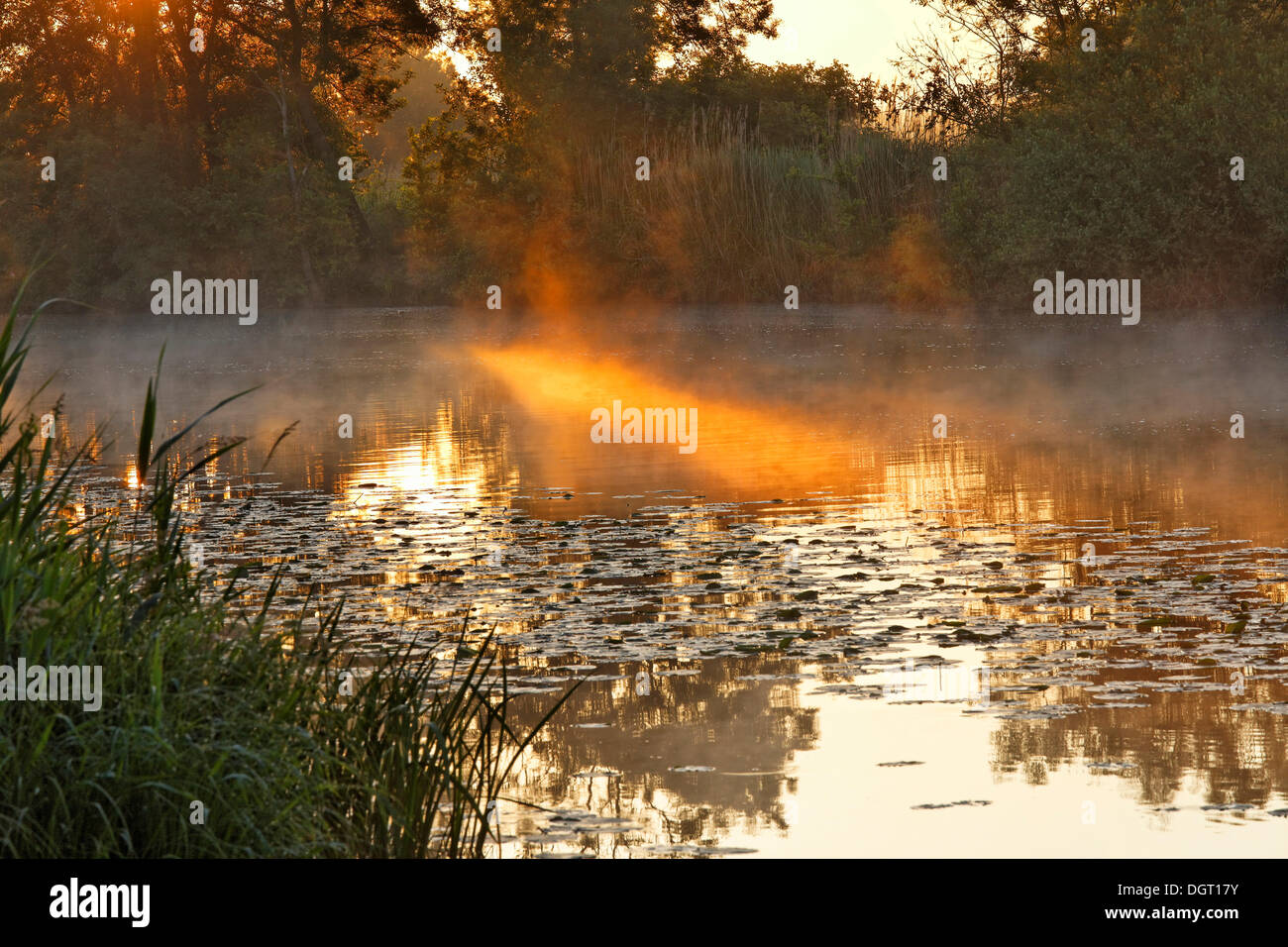 L'humeur tôt le matin sur la Seille, près de Cuisery, Tournus, région de Bourgogne, département de Saône-et-Loire, France, Europe Banque D'Images