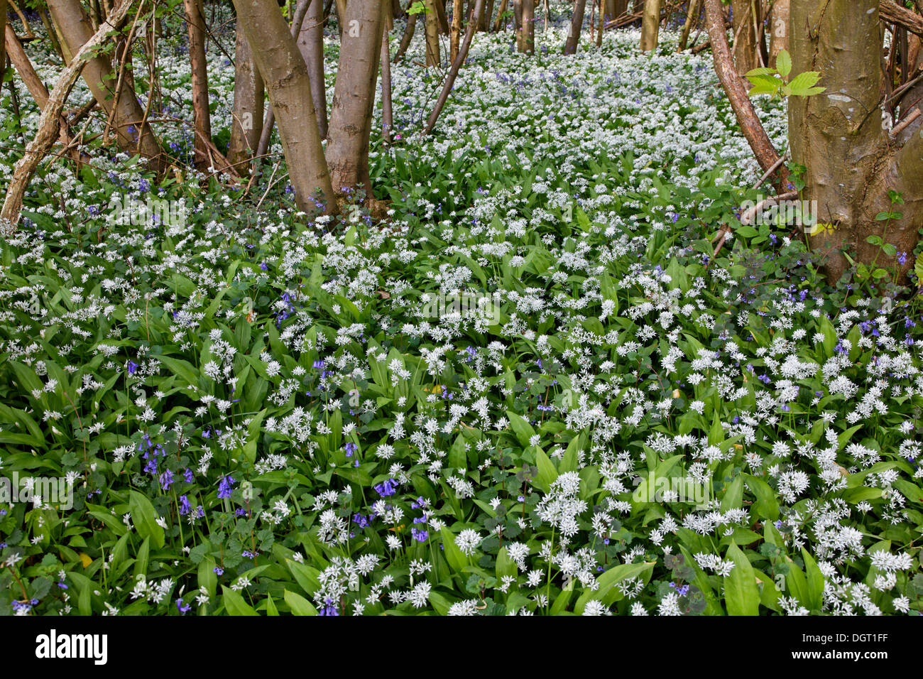 L'ail des ours (Allium ursinum) et Atlantic Bluebells (Hyacinthoides non-scripta) couvrant le sol de la forêt, près de Waldershare Banque D'Images