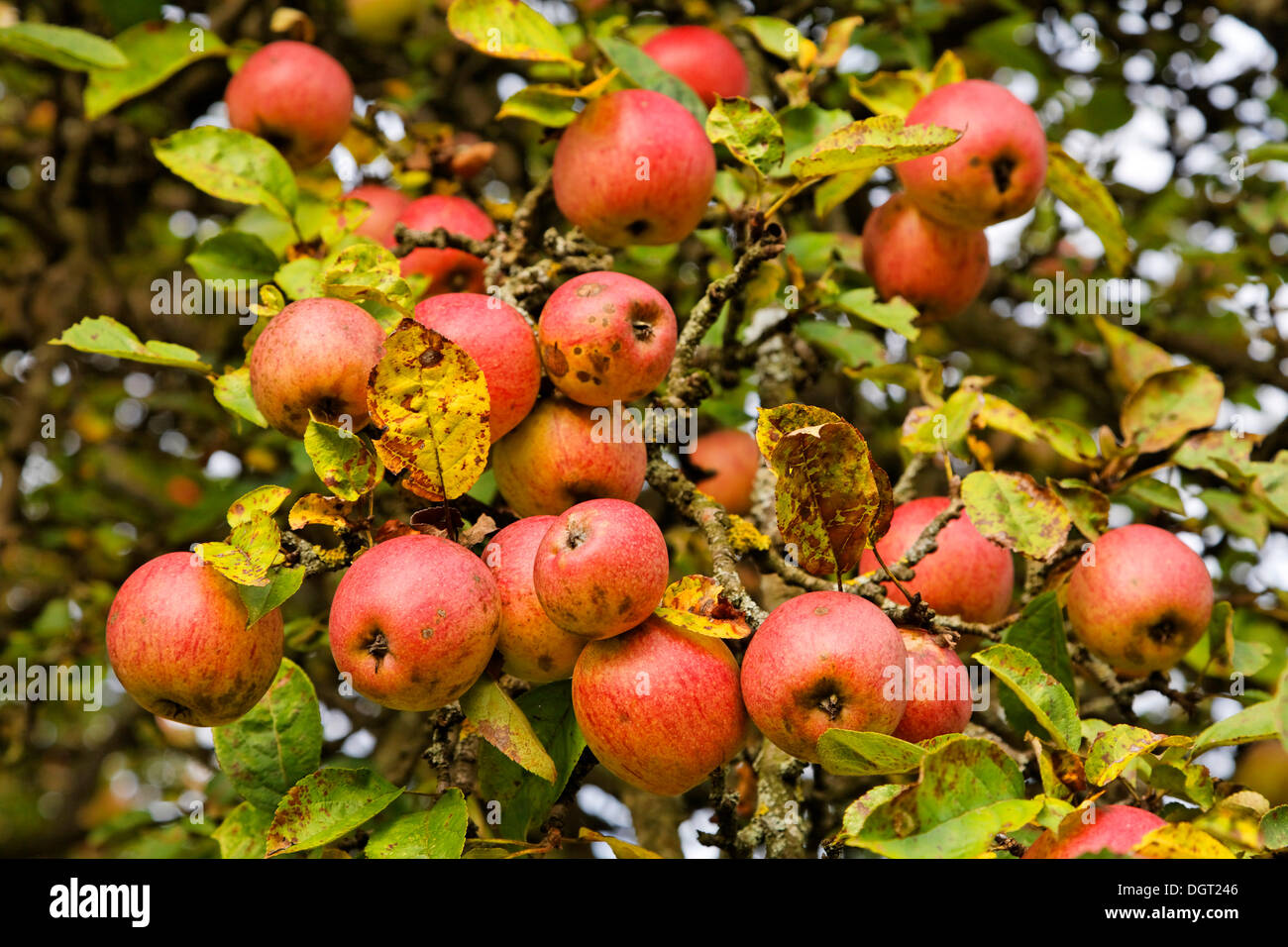 Apple tree sur une prairie parsemée d'arbres fruitiers à l'automne, sur la montagne près de Adelhausen Dinkelberg, Rheinfelden - Baden Banque D'Images