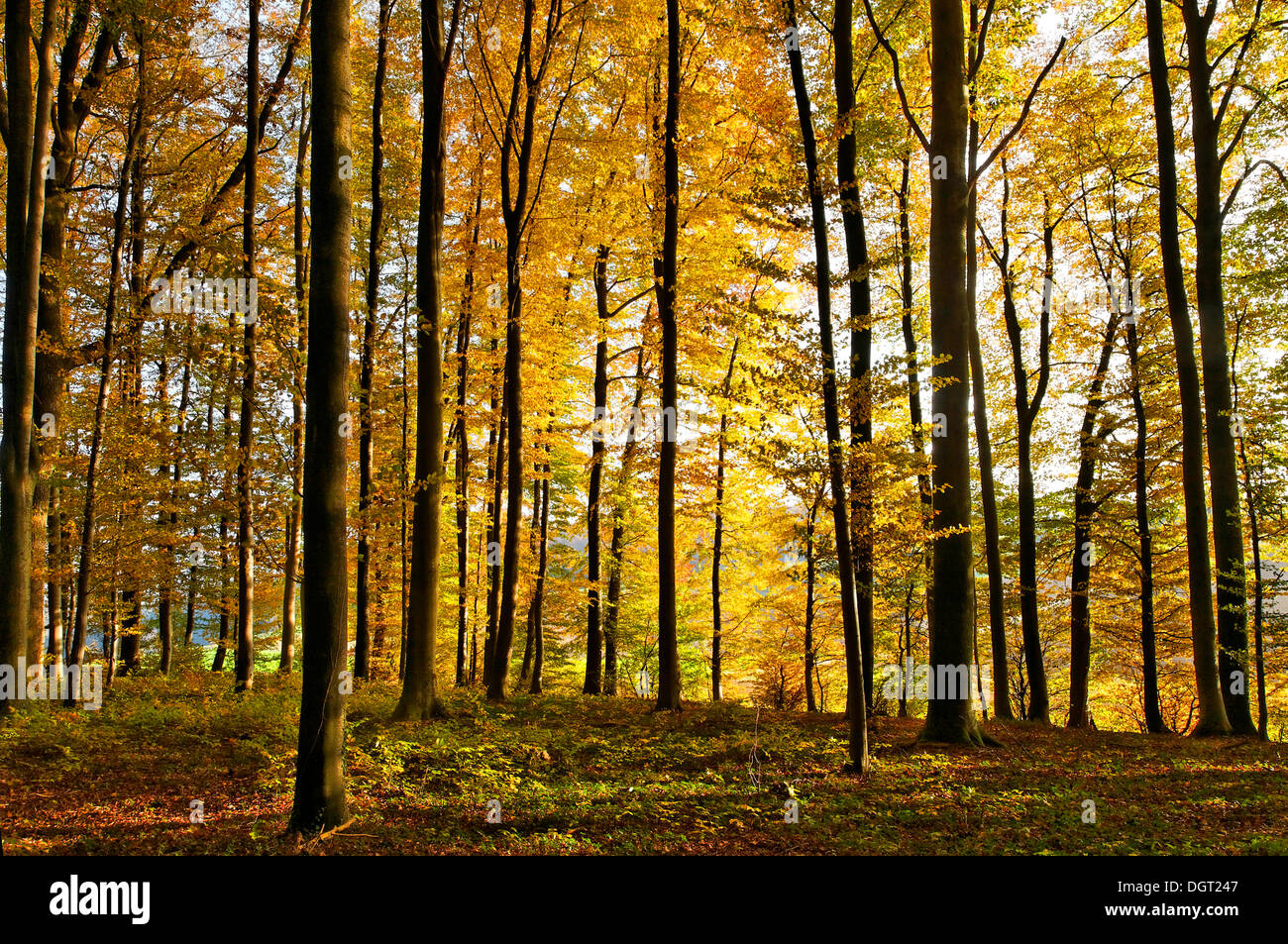 Sur la montagne forêt Dinkelberg en automne, près de Adelhausen, Rheinfelden - Baden, Bade-Wurtemberg Banque D'Images