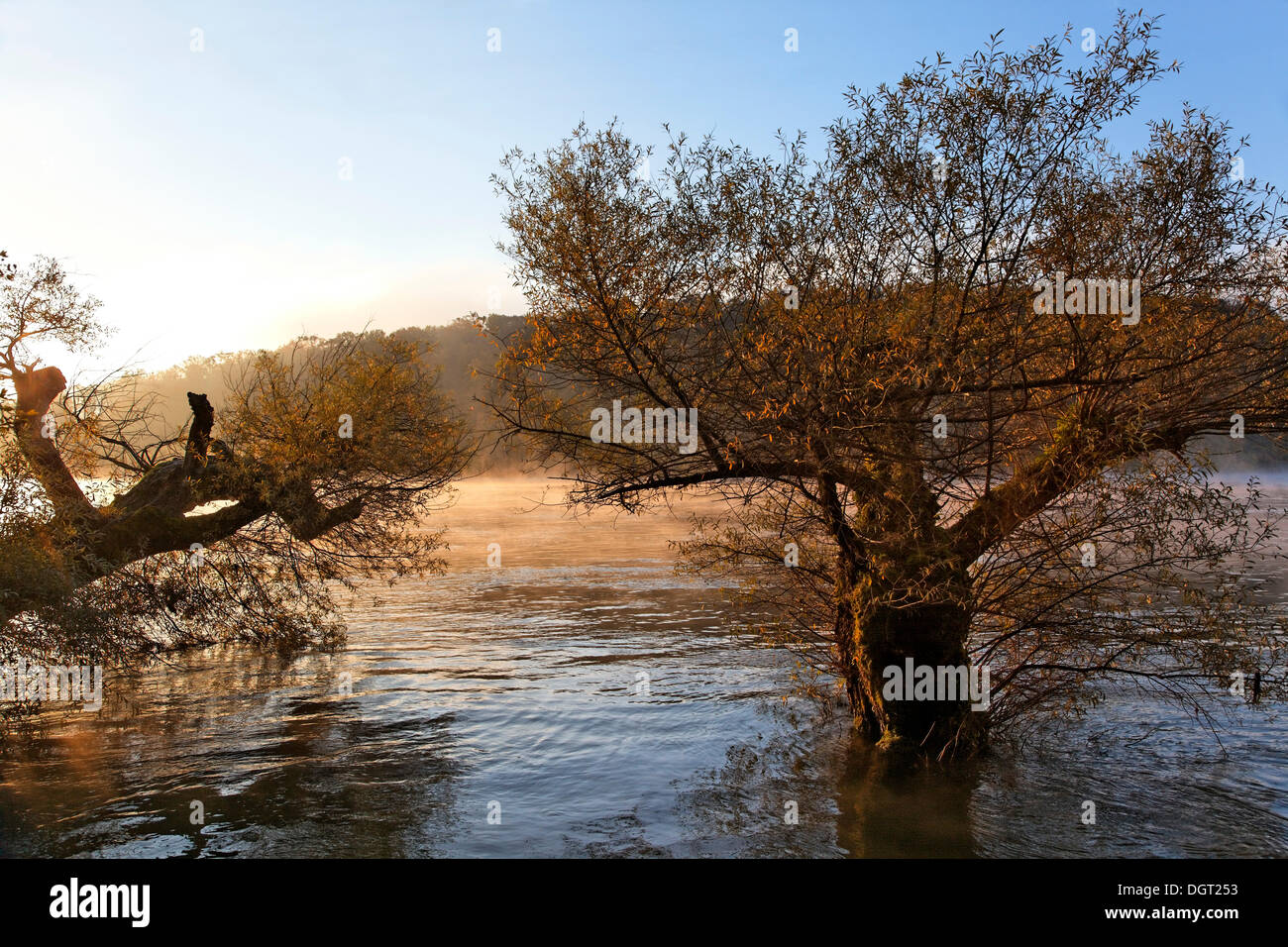 Tôt le matin sur le Rhin à l'automne, arbres, Rheinfelden - Baden, Bade-Wurtemberg Banque D'Images