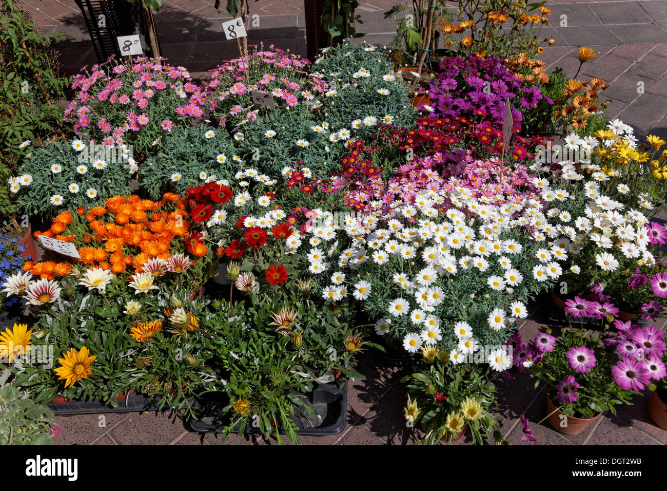 Marché aux fleurs sur le Cours Saleya, centre-ville, Nice, Département des Alpes-Maritimes, région Provence-Alpes-Côte d'Azur, France Banque D'Images