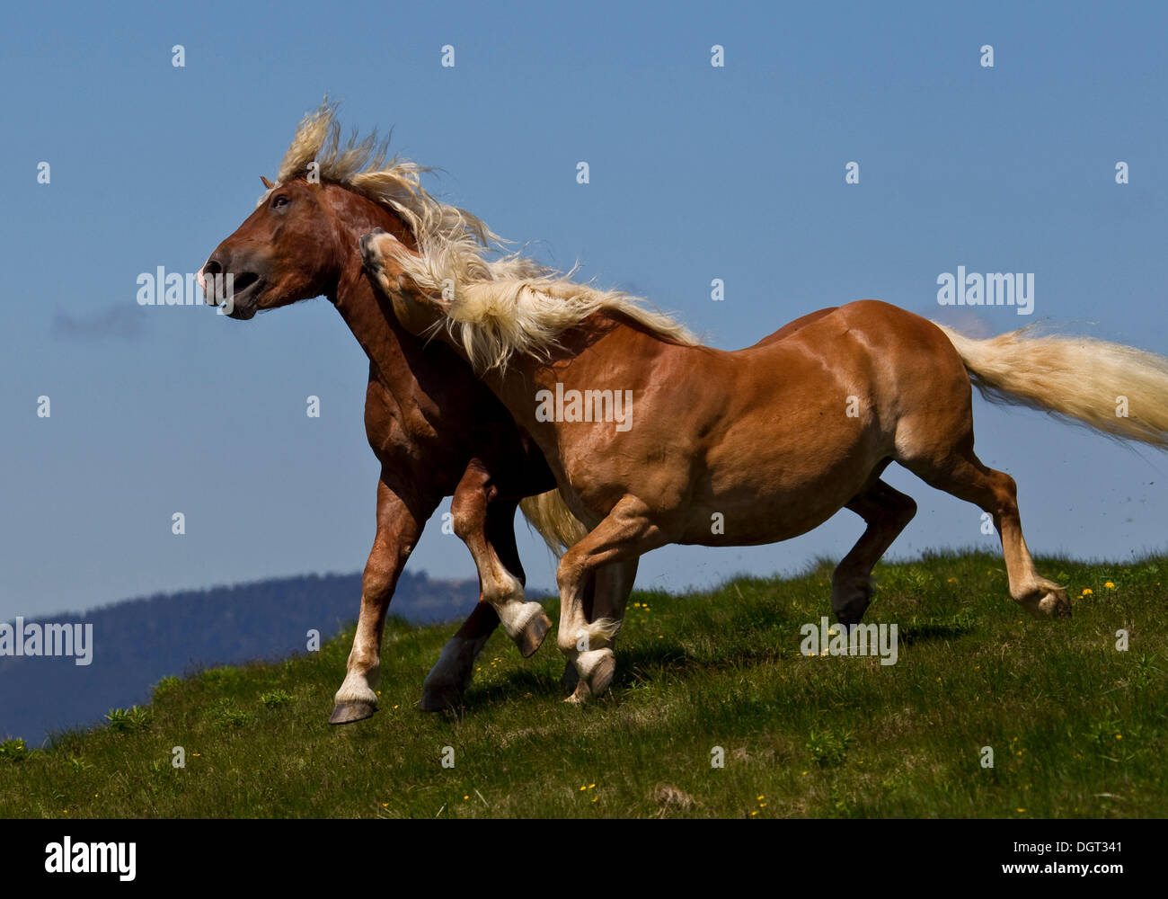 Deux étalons de combat sur une prairie alpine, Sommeralm, Styrie, Autriche, Europe Banque D'Images