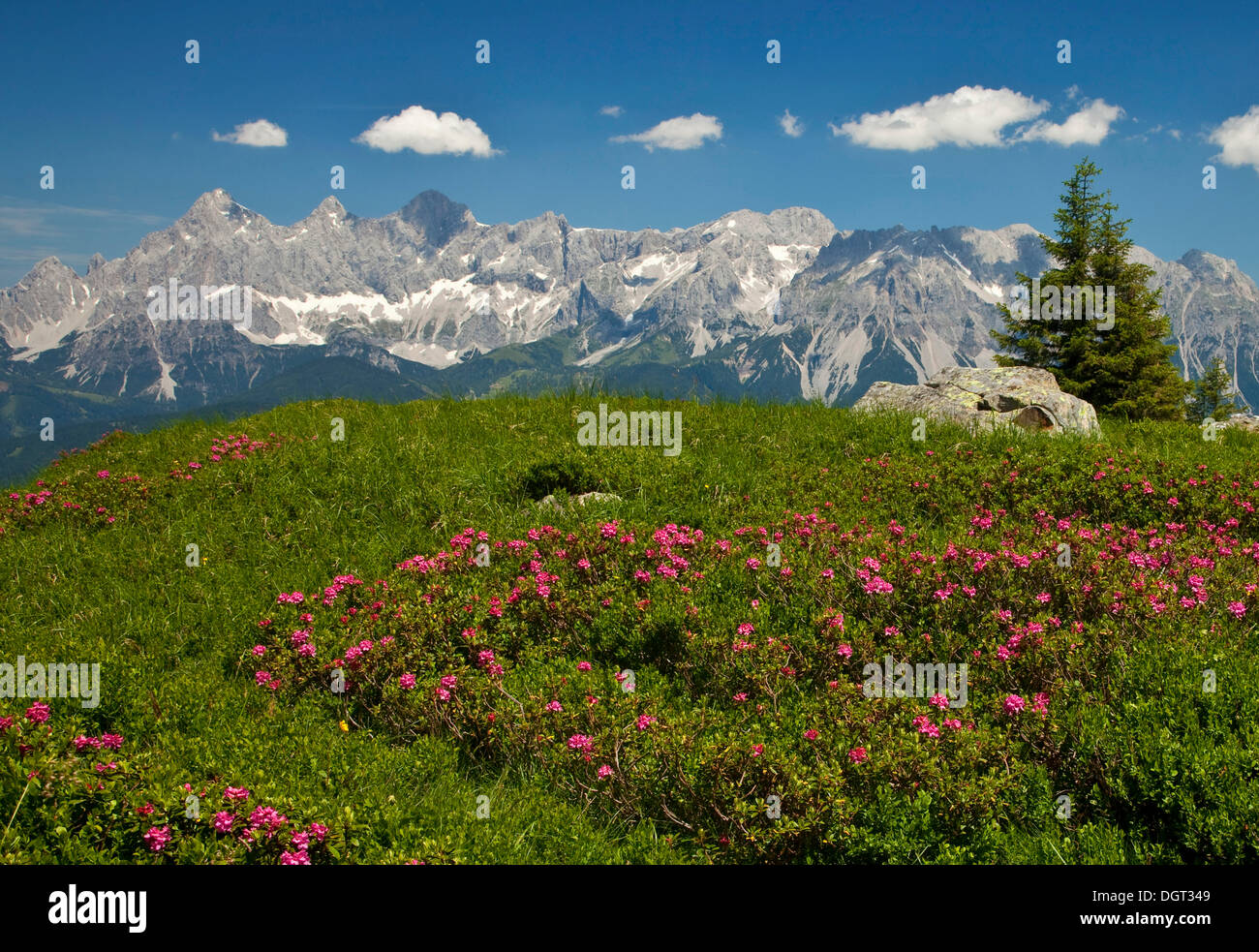 Prairie avec Alpenrose (Rhododendron ferrugineum) devant le massif du Dachstein, Reiteralm, Styrie, Autriche, Europe Banque D'Images