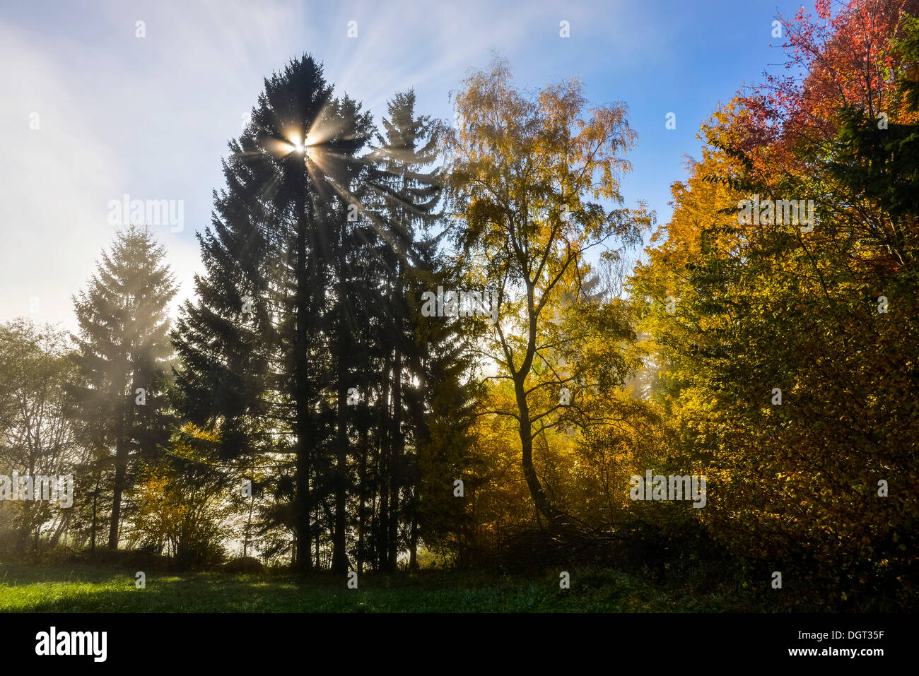 Forêt d'automne avec du soleil, Sommeralm alpage, Liano, Styrie, Autriche, Europe Banque D'Images