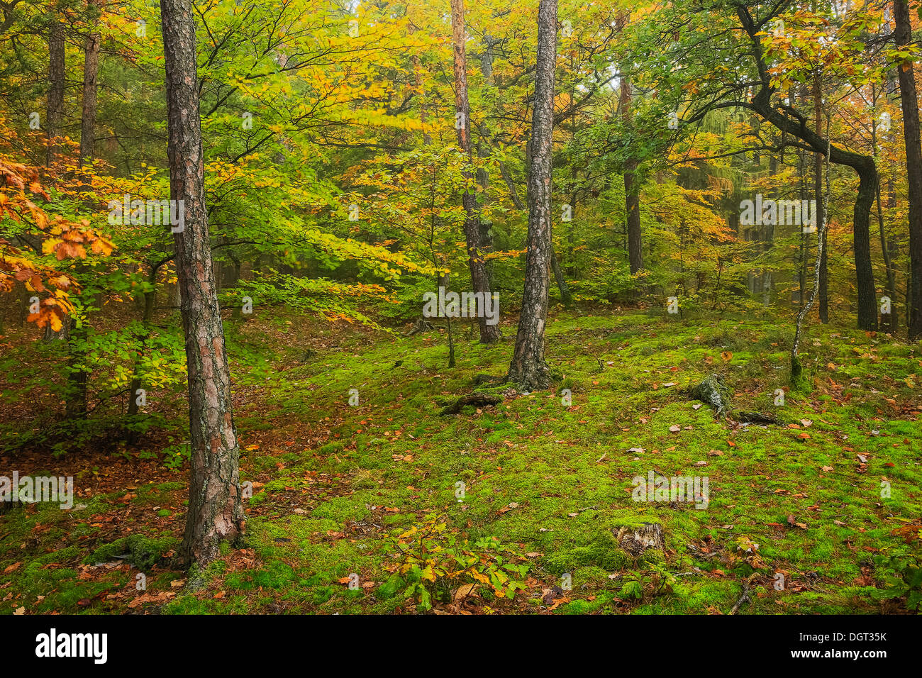 Forêt en automne, l'Autriche, Europe Banque D'Images