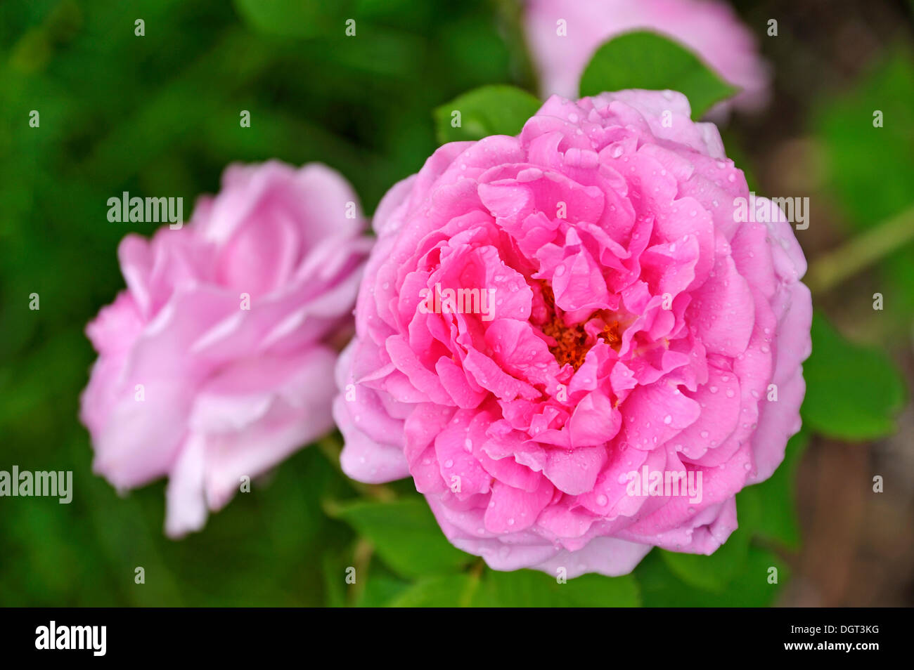 Blossom de la rose 'Comte de Chambord' (Rosa) avec les gouttes de pluie, Ringsheim, Bade-Wurtemberg Banque D'Images